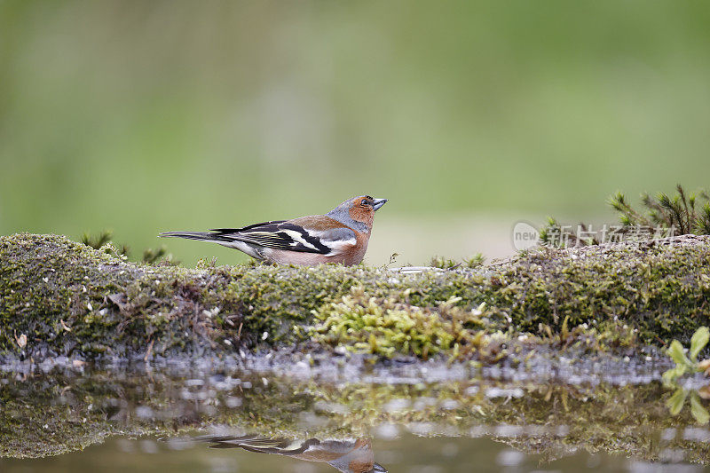 普通苍头燕雀(Fringilla coelebs)雄性